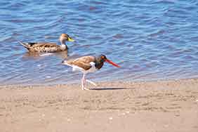 fotos de aves de Argentina