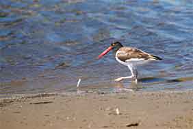 fotos de gaviotas de Argentina