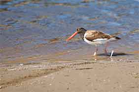 fotos de gaviotas