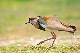 aves de Argentina