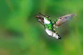 fotografía de aves de Argentina