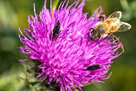 fotografía macro de abejas