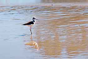 fotos de aves de Argentina