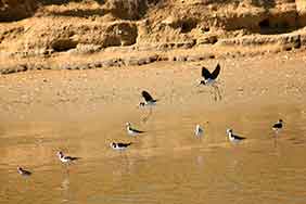 aves de Argentina